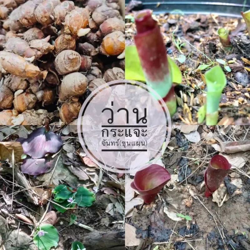 ว่านกระแจะจันทร์หัวละ25฿ หัวพันธุ์ไม่ใช่ว่านมหาเสน่ห์ว่านมงคลสมุนไพรพันธุ์ไม้หายาก
