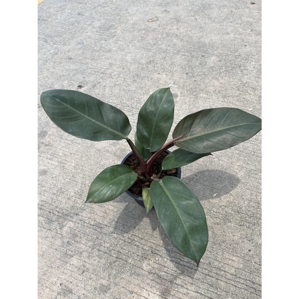 มุมมอง 2