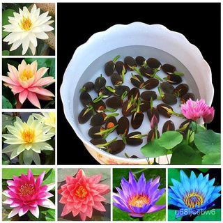 ถูก ใหม่ สายพันธุ์ปลูกง่าย ปลูกได้ทั่วไทย 40Pcs/bag Bonsai flower lotus flower for summer 100% real Bowl lotus pots B NJ