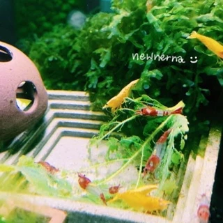 ใบหม่อน ปลอดสารพิษ100% อาหารกุ้ง หอย ปลากินพืช