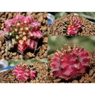 A​47.400 -​ ยิมโนด่าง ไม้เมล็ด Gymnocalycium Cactus แคคตัส กระบองเพชร ไม้อวบน้ำ ราคาถูก​ ยิมโน Gymno ด่าง ไม้ด่าง ต้นไม้