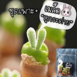 เมล็ดพันธ์ุ🌱”หูกระต่าย🐰” (Monilaria Obconica)พร้อมปลูก 30เมล็ด🌸