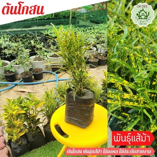 [Croton]ต้นโกศลแส้ม้า ไม้ประดับ โกสนแส้ม้า ในถุงเพาะชำ