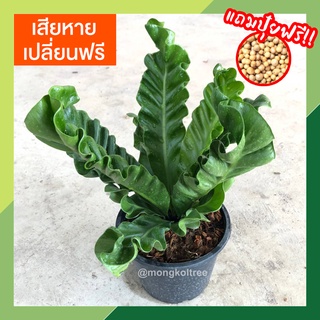 *แถมปุ๋ยฟรี* เฟิร์นคอบบร้า เฟิร์นข้าหลวงคอบบร้า กระถาง 5 นิ้ว Asplenium ต้นไม้ประดับ ต้นไม้มงคล ไม้ฟอกอากาศ ไม้ใบสวย