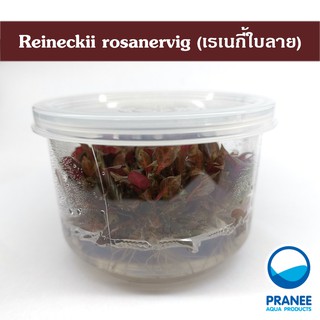 เรเนกี้ใบลายเนื้อเยื่อ Reineckii rosanervig  *308* เนื้อเยื่อ ต้นไม้น้ำ ต้นไม้น้ำตกแต่งตู้ปลา ***กรุณาอ่านรายละเอียดก่อน