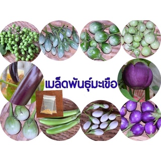 เมล็ดพันธุ์มะเขือไข่เต่าขาว ไข่เต่าม่วง กรอบเขียว มะเขือเปราะ เจ้าพระยา มะเขือพวง  มะเขือยาวเขียว