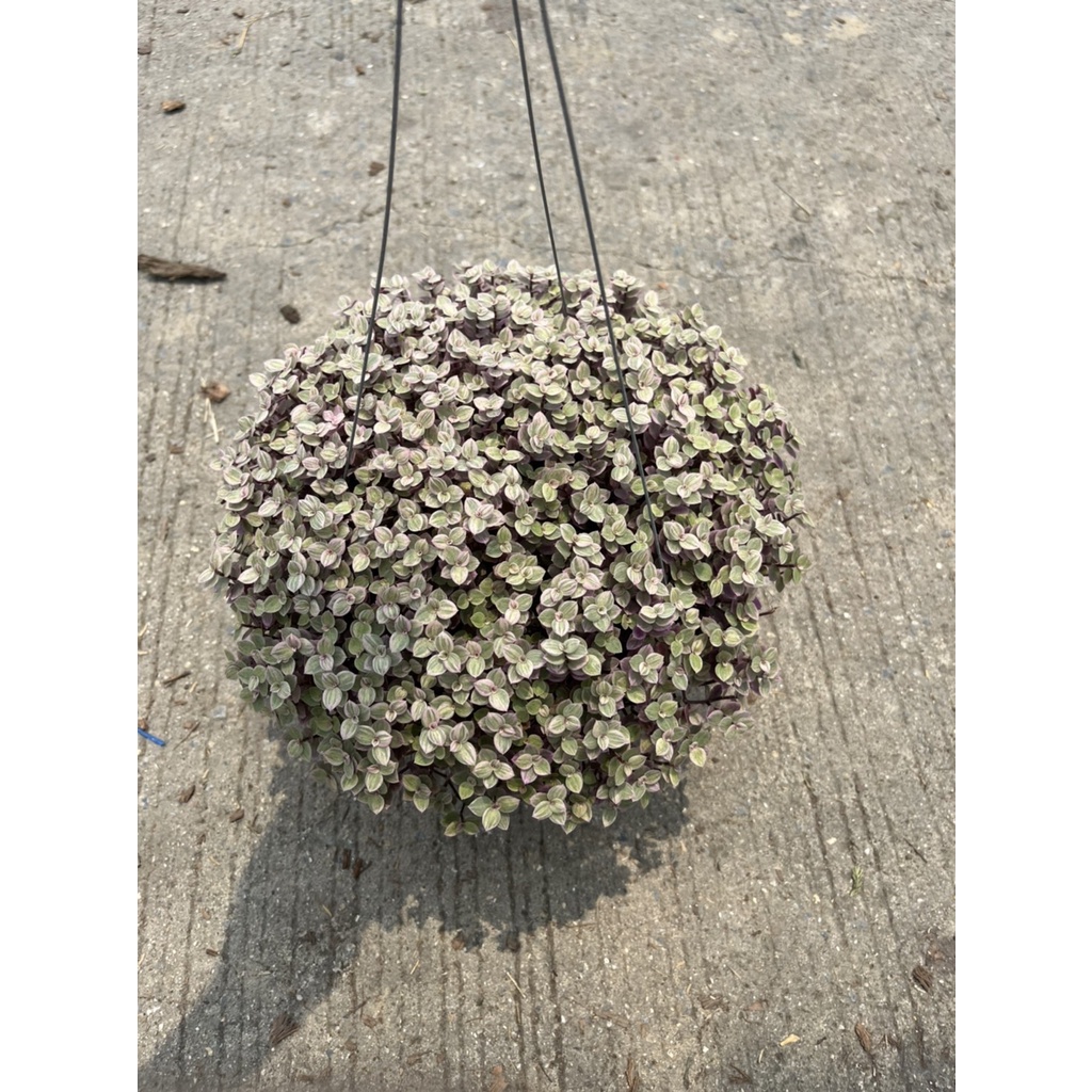 ริบบิ้นชาลี กระถาง 8 นิ้ว พร้อมลวดแขวน – Spider Plant