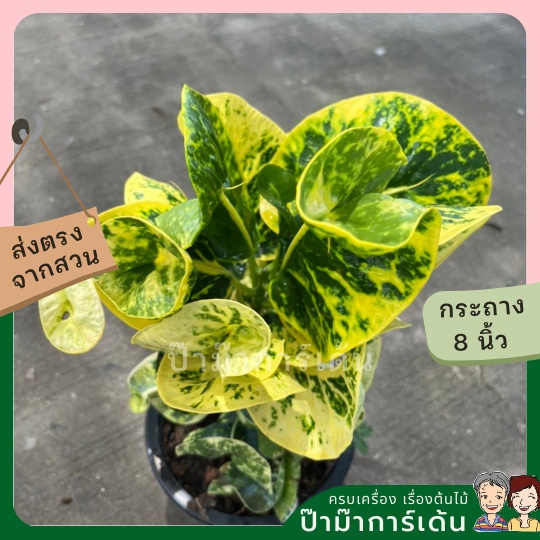 มุมมอง 2