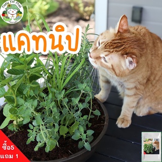 เมล็ดพันธุ์ แคทนิป กัญชาแมว Catnip Seed 500 เมล็ด เมล็ดพันธุ์แท้ นำเข้าจากต่างประเทศ ปลูกผัก ต้นไม้ ตำแยแมว ต้นแคทนิป ดี