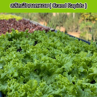 🌱เมล็ดผักสลัด ผักกาดหอม 100 เมล็ด 10 บาท 📌งอกดีมีคู่มือการปลูก / ผักอินทรีย์ ผักสลัด เมล็ดสลัดรวม เมล็ดผัก เมล็ดพันธุ์