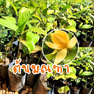 ต้นมณฑา🌱ต้นดอกมนฑาทิพย์(รับประกันสินค้าชำรุดเสียหาย)