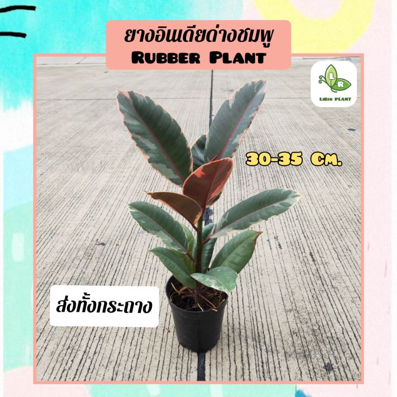🪴ต้นยางอินเดียด่างชมพู Rubber Plant 30-40Cm. ไม้ฟอกอากาศ (ส่งพร้อมกระถาง)