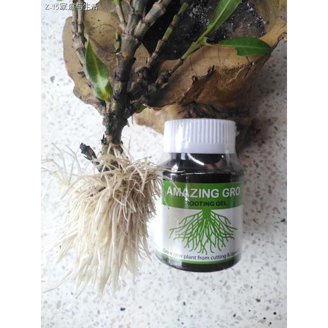 ▧₪﹉Amazing Gro เจลเร่งราก 60ml/150ml น้ำยาเร่งราก Rooting gel เร่งราก กิ่งตอนกิ่งปักชำ แคตตัส ไม้ดอก