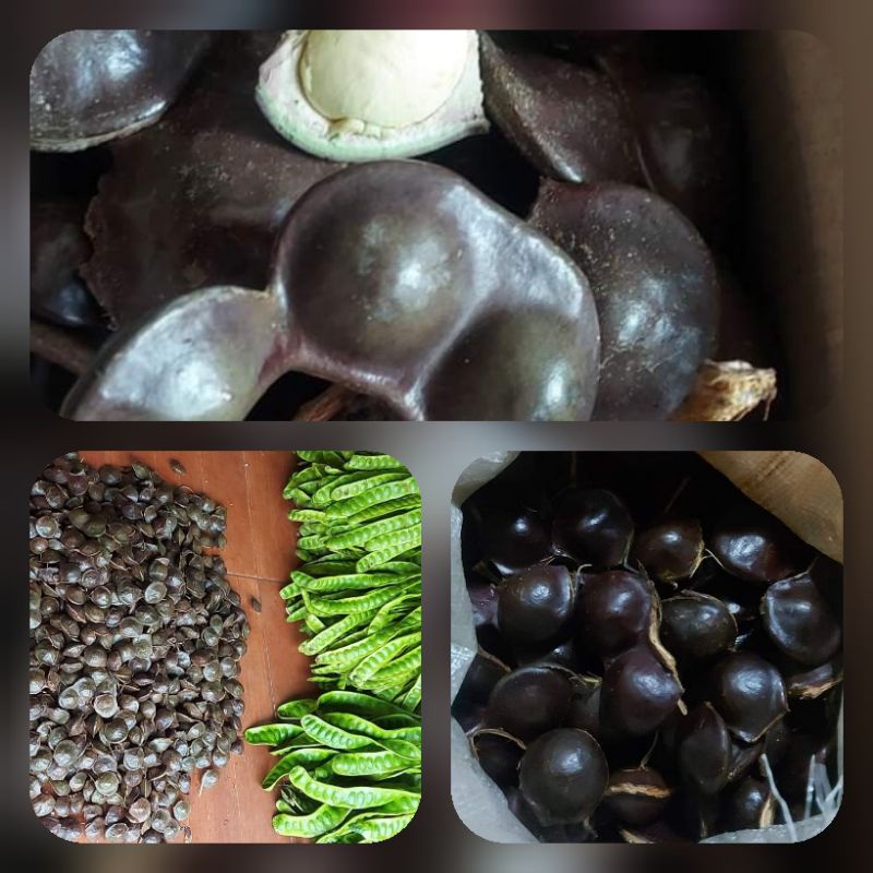 📢🚚ส่ง​ทุกวัน​ ขนาด 1 กิโลกรัม​ ​ลูก​เนียง 3 แบบ อร่อยๆกรอบๆ มาแล้วจ้า👌