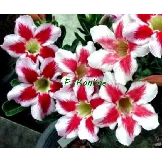 "ขอให้รวย" ต้นชวนชม ดอกชั้นเดียว ไม้รุ่นเก่าเริ่มหายาก adenium desert rose plant