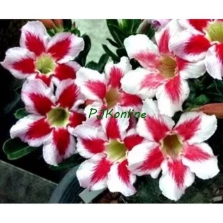 "ขอให้รวย" ต้นชวนชม ดอกชั้นเดียว ไม้รุ่นเก่าเริ่มหายาก adenium desert rose plant