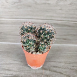 แคคตัส กระบองเพชร แมมเม็ดพริกดอกขาวครีม (Mammillaria prolifera)