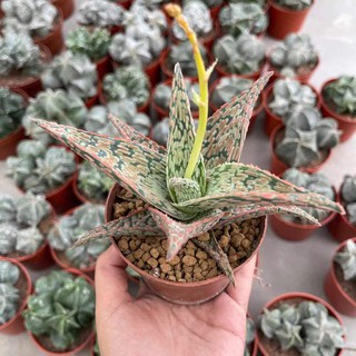 (shengdlh) Aloe Christmas Carol ว่านหางจระเข้คริสต์มาสแครอล12-14cm กุหลาบหินนำเข้า ไม้อวบน้ำ Succulents (ไลทอป แคคตัส）