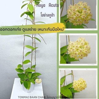 Hoya acuta ต้นโฮย่า ต้นไม้ดอกหอม ไม้แขวนประดับ ส่งต้นติดดอก