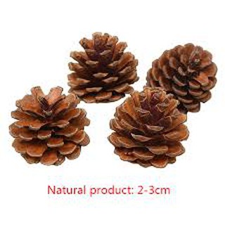 4Pcs Natural pine cones 2-3cm size ลูกสนสำหรับสัตว์เลี้ยง