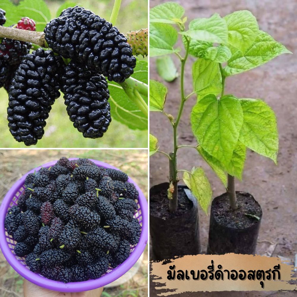 ต้นพันธุ์มัลเบอรี่ (2ต้น)  ใครยังไม่ได้ปลูก มาซื้อได้ครับ  ปลูกง่ายที่สุด ในกระถาง หรือลงดินก็ได้ ผลใหญ่สุด