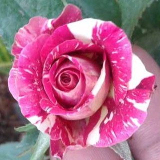 เมล็ดพันธุ์ กุหลาบ Dragon Rose Seeds สี ขาว-แดง ดอกใหญ่ นำเข้าจากต่างประเทศ 30 เมล็ด