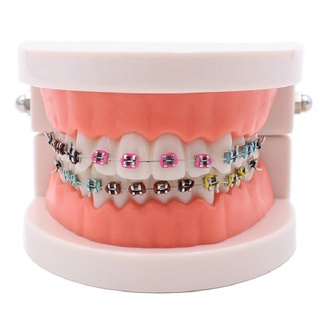 【ddydental】โมเดลฟัน ขนาดมาตรฐาน สําหรับการเรียนรู้