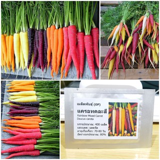 เมล็ดพันธุ์ แครอทคละสี (Rainbow Mixed Carrot Seed) บรรจุ 400 เมล็ด คุณภาพดี ราคาถูก ของแท้ 100%