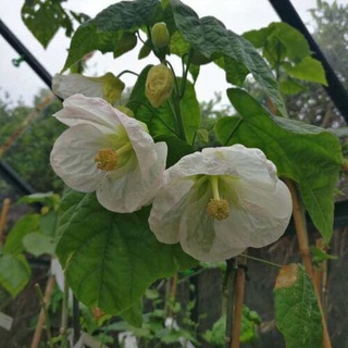 ชบาโคม Ablution Hybridum Bellevue Maple 20 เมล็ด นำเข้าอังกฤษ