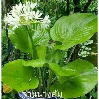 ว่านนางคุ้มหรือผู้เฒ่าเฝ้าบ้าน ไม้มงคลต้นละ99บาท