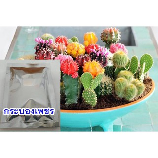 เมล็ดกระบองเพชรประดับ คละพันธุ์ - Finest Mixed Cactus Seeds