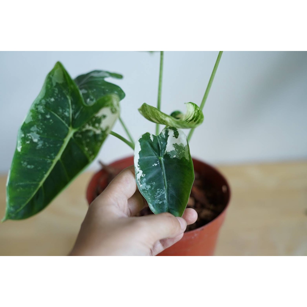 มุมมอง 3