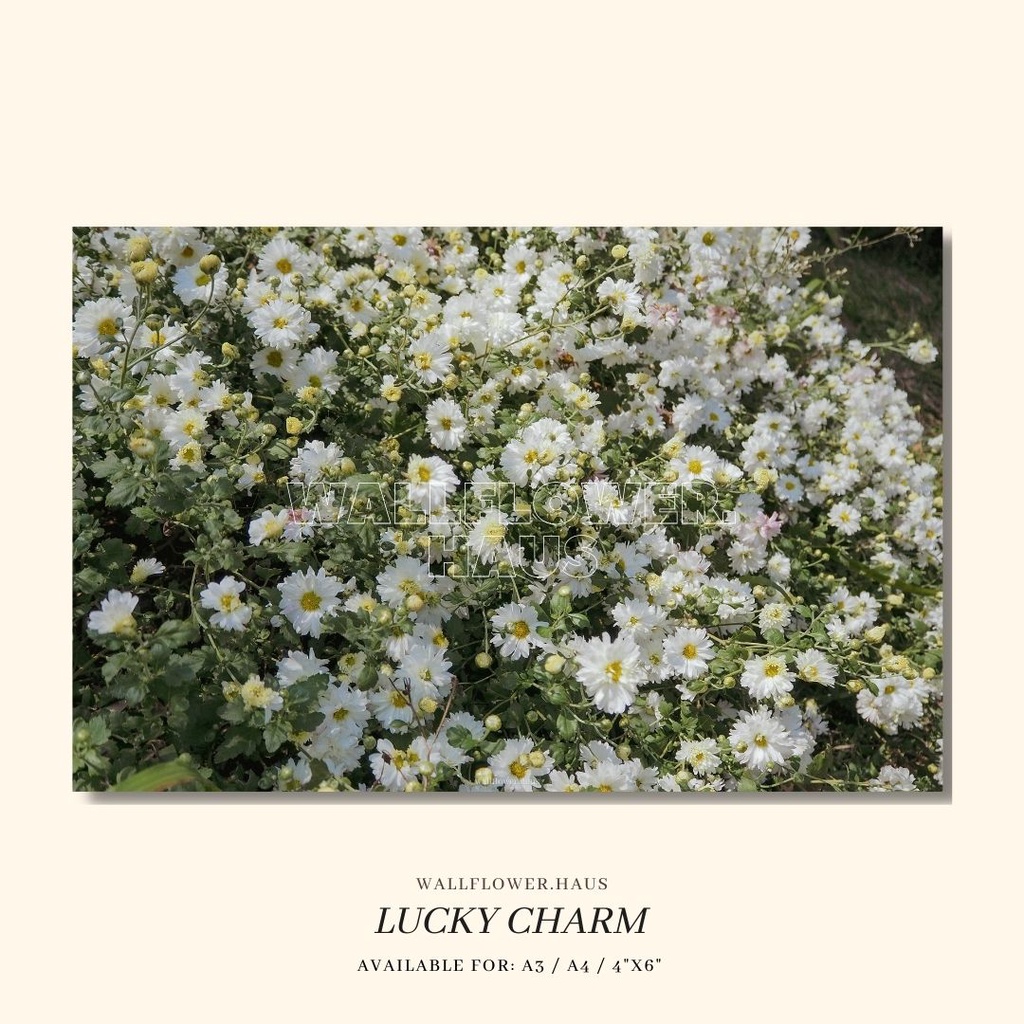 โปสเตอร์ โปสการ์ดแต่งห้อง A3/A4/4”x6” “NN04-Lucky Charm" คุณภาพดีจริง - wallflower.haus