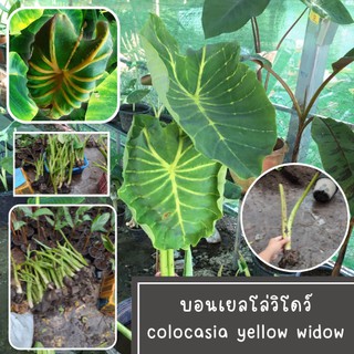 1 ต้น colocasia yellow widow หรือราชินีฟาโรห์เหลือง กระดูกใบเหลืองสวย เด่น ส่งแบบตัดใบออก สินค้าพร้อมจัดส่ง