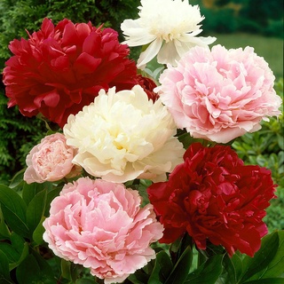 20 เมล็ด เมล็ดโบตั๋น ดอกโบตั๋น ดอกพีโอนี (Peony)