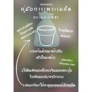 เมล็ด/ดอกไม้/สวน/สวน/ดอกทานตะวัน/ดอกไม้/หญ้า/ข้าวโพด/สวนผลไม้/กล้วย/ผู้ชาย/ผู้หญิง/แม่และเด็ก/กระโปรง/เสื้อ/seeds/เมล็ดพ