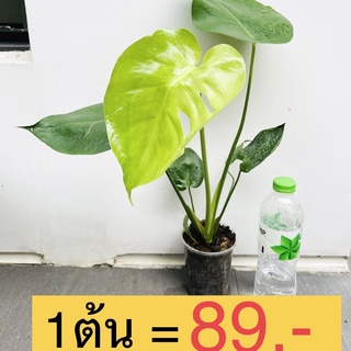 มอนสเตอร่า Monstera ขนาดใหญ่ ใบเริ่มแฉก 1ต้น =89บาท