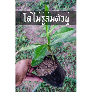 โดไม่รู้ล้ม ตัวผู้ สรรพคุณดีงามพระราม8