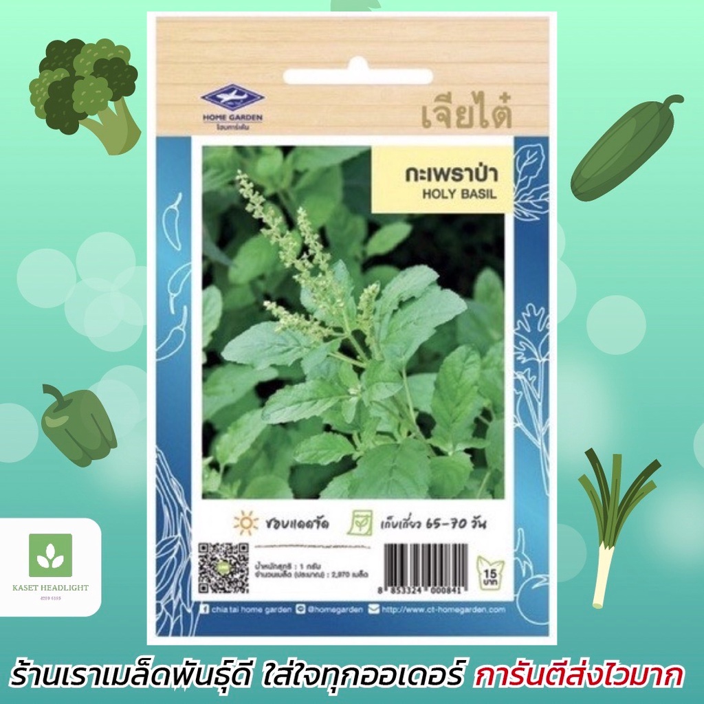 กะเพรา กะเพราป่า เจียไต๋ เมล็ดกะเพรา เมล็ดพันธุ์