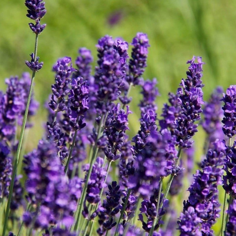 ต้น อิงลิชลาเวนเดอร์ สายพันธุ์ Hidcote (English Lavender) พร้อมดอก หอมมาก เพาะเมล็ด นำเข้า จาก USA