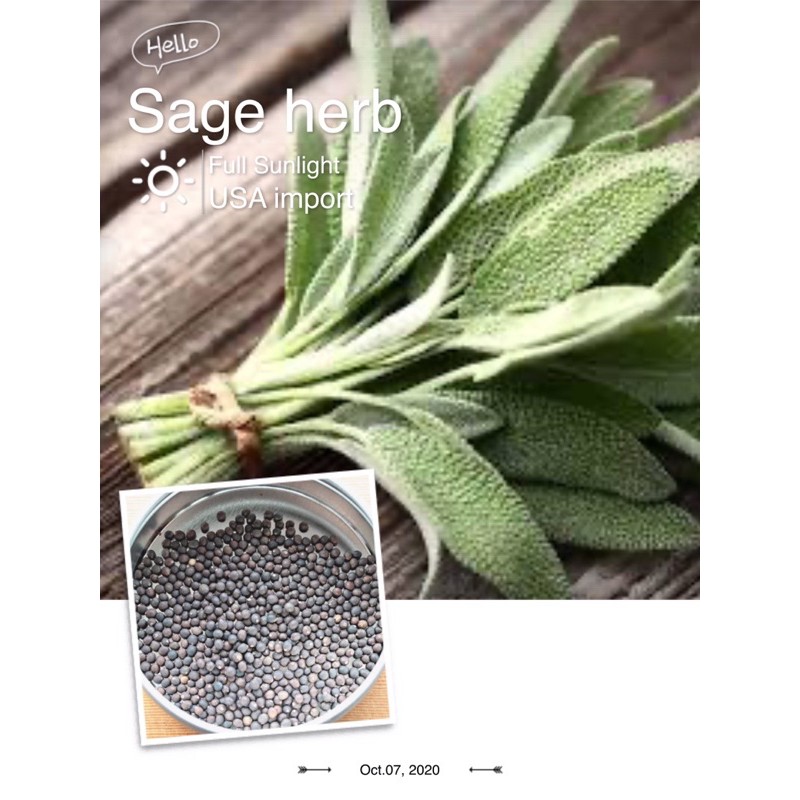 เสจ Sage Seeds Herbs | Shopee Thailand