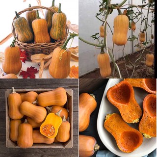 เมล็ดพันธุ์ ฟักทอง ฮันนี่นัท (Honeynut Squash Seed) บรรจุ 2 เมล็ด