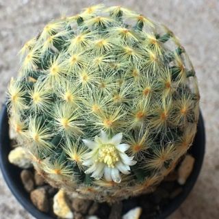 กระบองเพชร แคคตัส (Cactus) แมมขนนกเหลือง (Mammillaria schiedeana) สีชมพู  เปลี่ยนเป็นกระถาง 2.5 นิ้ว วันที่