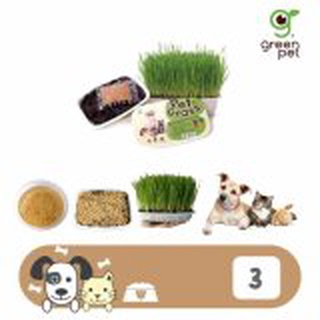 (3 กล่อง) Pet Grass หญ้าปลูก ข้าวสาลี ชุดปลูกต้นข้าวสาลีอ่อนออร์แกนิค สำหรับสุนัข แมวและสัตว์เลี้ยง โดย Yes pet shop