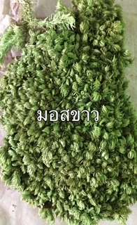 มอสแห้ง_หลายชนิด‼️ซื้อ3ฟรี1ถุง/ ซิป4x6นิ้ว‼️