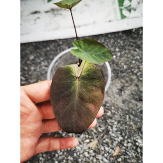 โคโรคาเซีย ทรอปิคอล สตรอม (Colocasia Tropical Strom)​