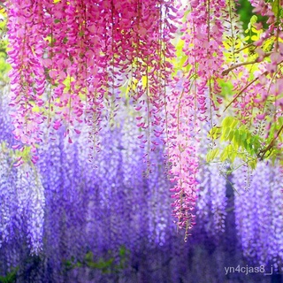 （อัตราการปลูกสูง）สวยงามดอกไม้ 20pcs Wisteria Seeds and Climbing Plants Flowers and gardenflowers decoration ต้นไม้ประดับ