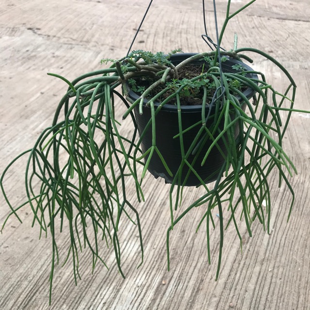 Rhipsalis ริปซาลิสสายฝน ถูกที่สุด พร้อมโปรโมชั่น ก.ค.  2023|Biggoเช็คราคาง่ายๆ