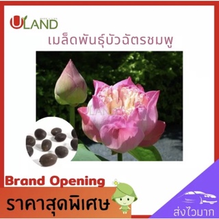 uland เมล็ดพันธุ์บัวฉัตรสีชมพู 1000 กรัม ดอกสวย ไม้ประดับ สวยงาม