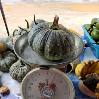 ฟักทอง ออร์แกนิค ขนาด 900 -1200 g ลูกละ 35 บาท
